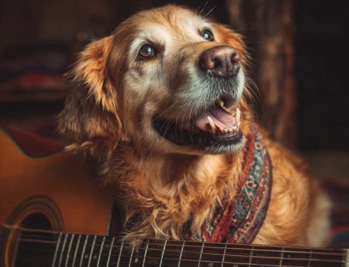 Clifton the Guitar Dog and His Friend Eric Gandler
